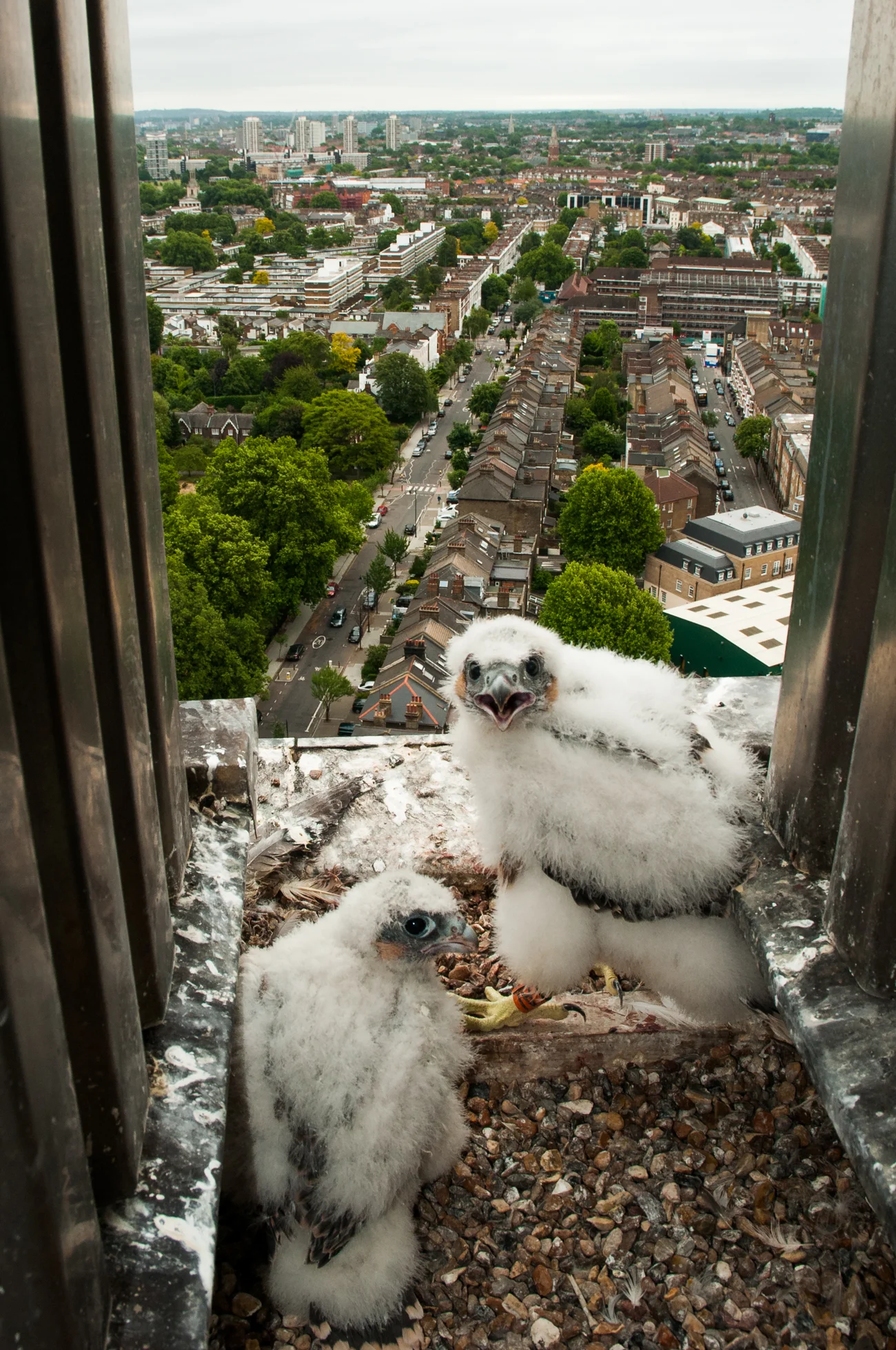 Peregrine falcon chicks in a nest 25-stories up a concrete tower block in central London. 