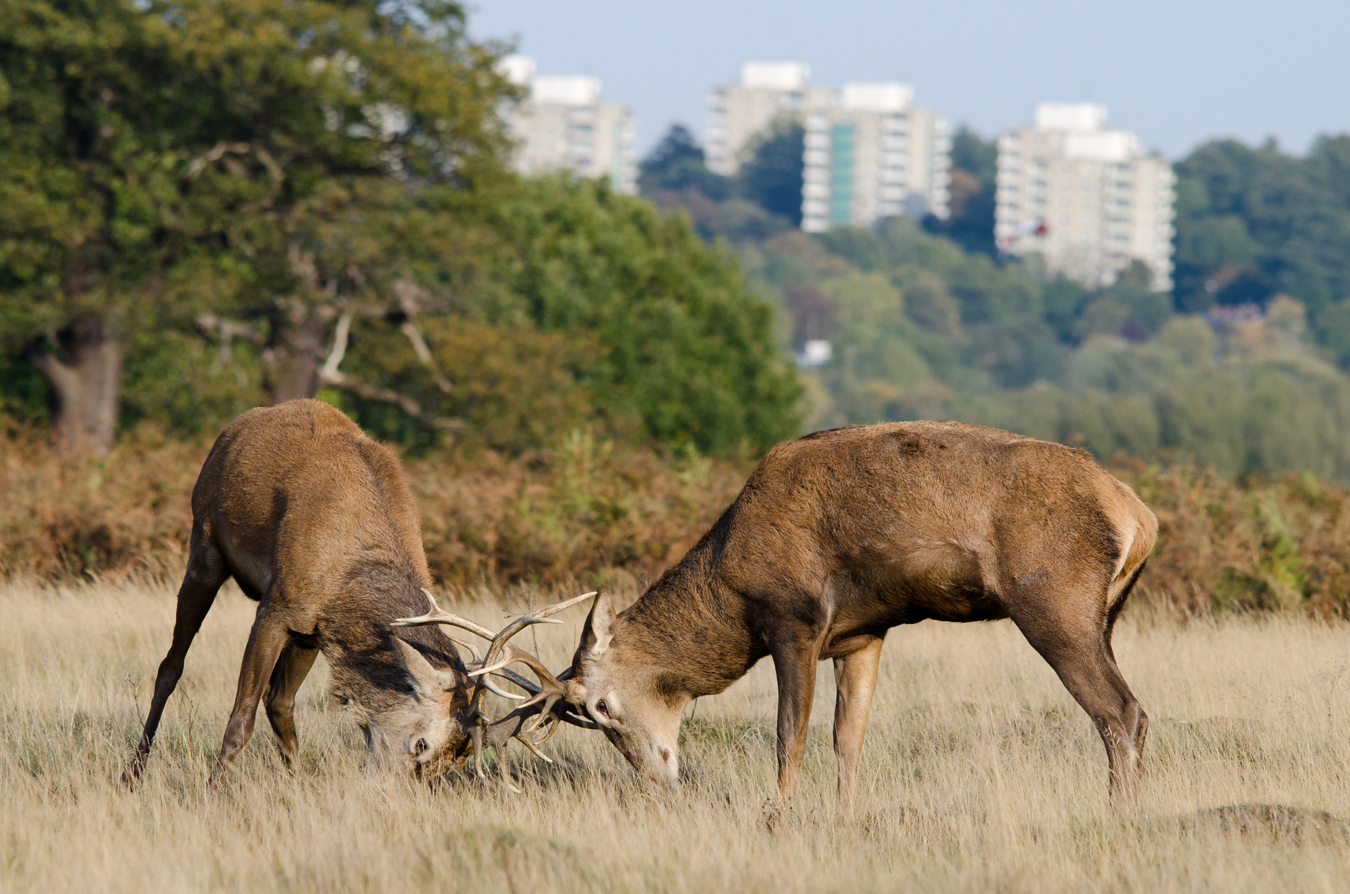  Male red deer rutting in central London.&nbsp; 