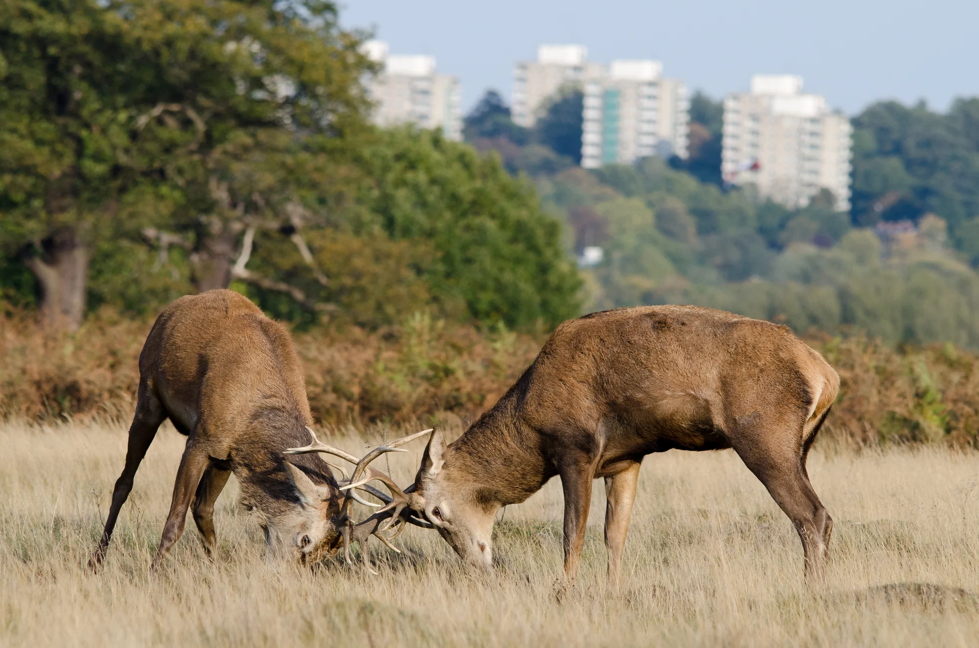 Male red deer rutting in central London. 