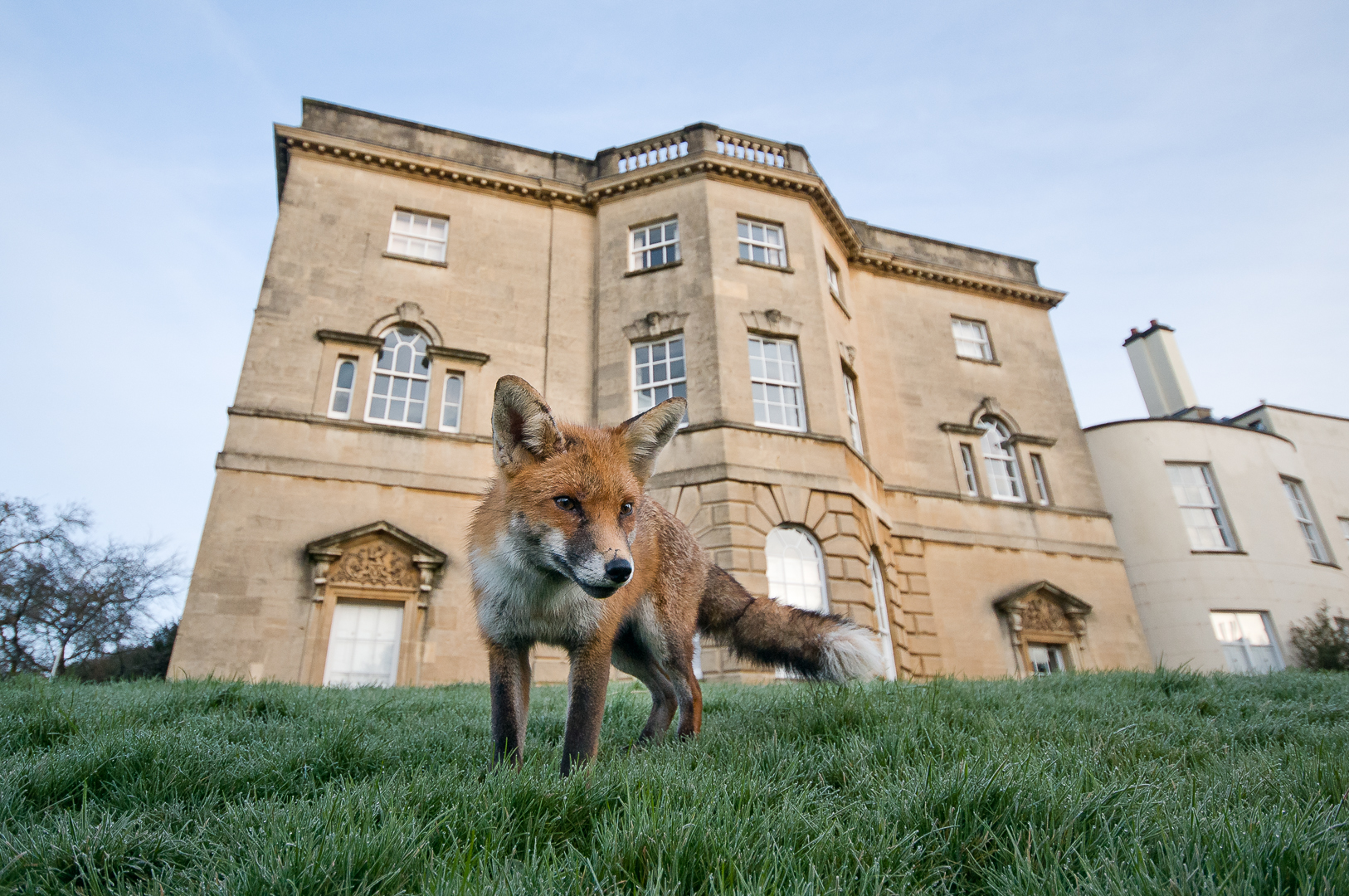  A young red fox on frosty grass in central Bristol.&nbsp; 