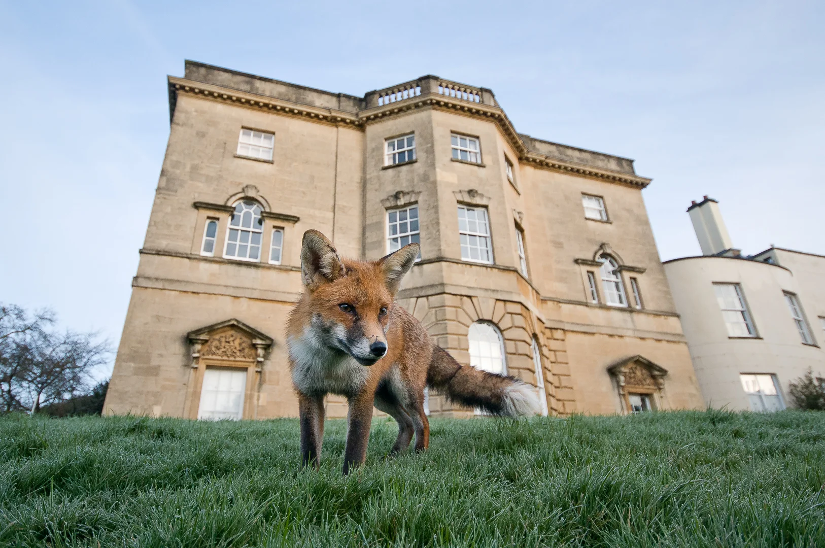 A young red fox on frosty grass in central Bristol. 