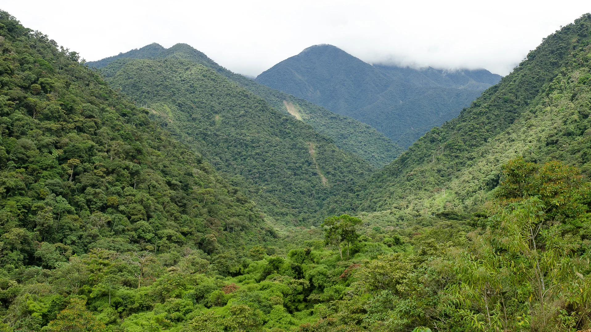  The cloud forests are home to&nbsp;a huge variation in elevation giving a large variation in temperature. As a result there's a huge diversity of plants and animals. In fact, Manu is famed as being the most biodiverse (species rich) place on the pla