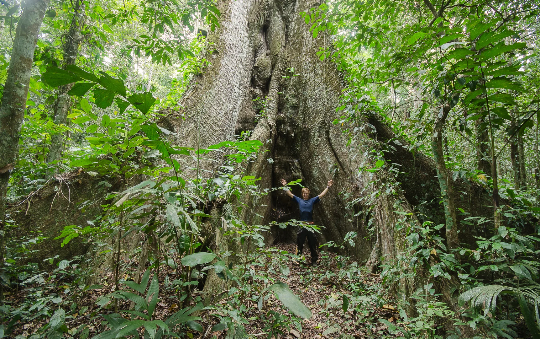  Bertie with a 55m, 500-year-old kapok tree.&nbsp; 