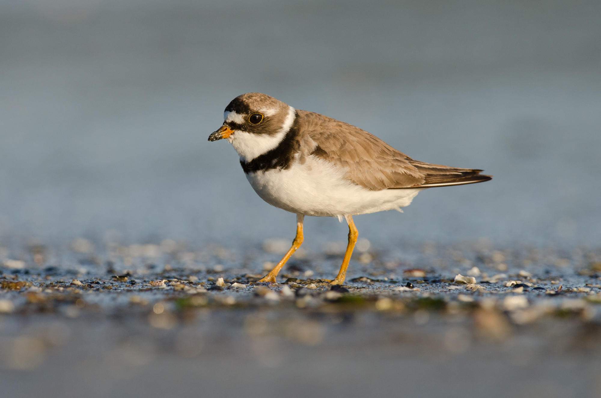  A semipalmated plover 