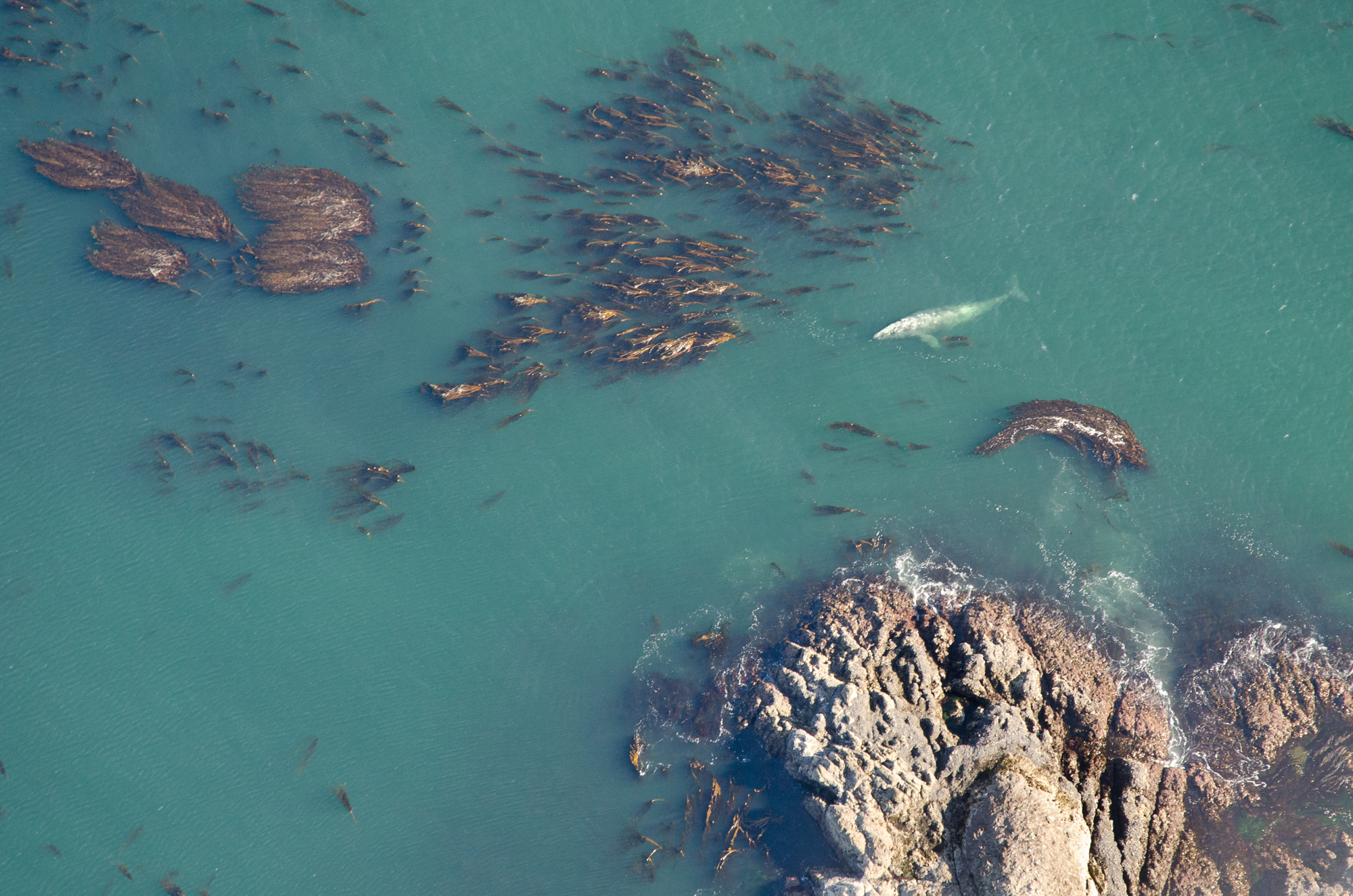  A gray whale takes a break at the surface whilst feeding amongst a vast kelp forest.