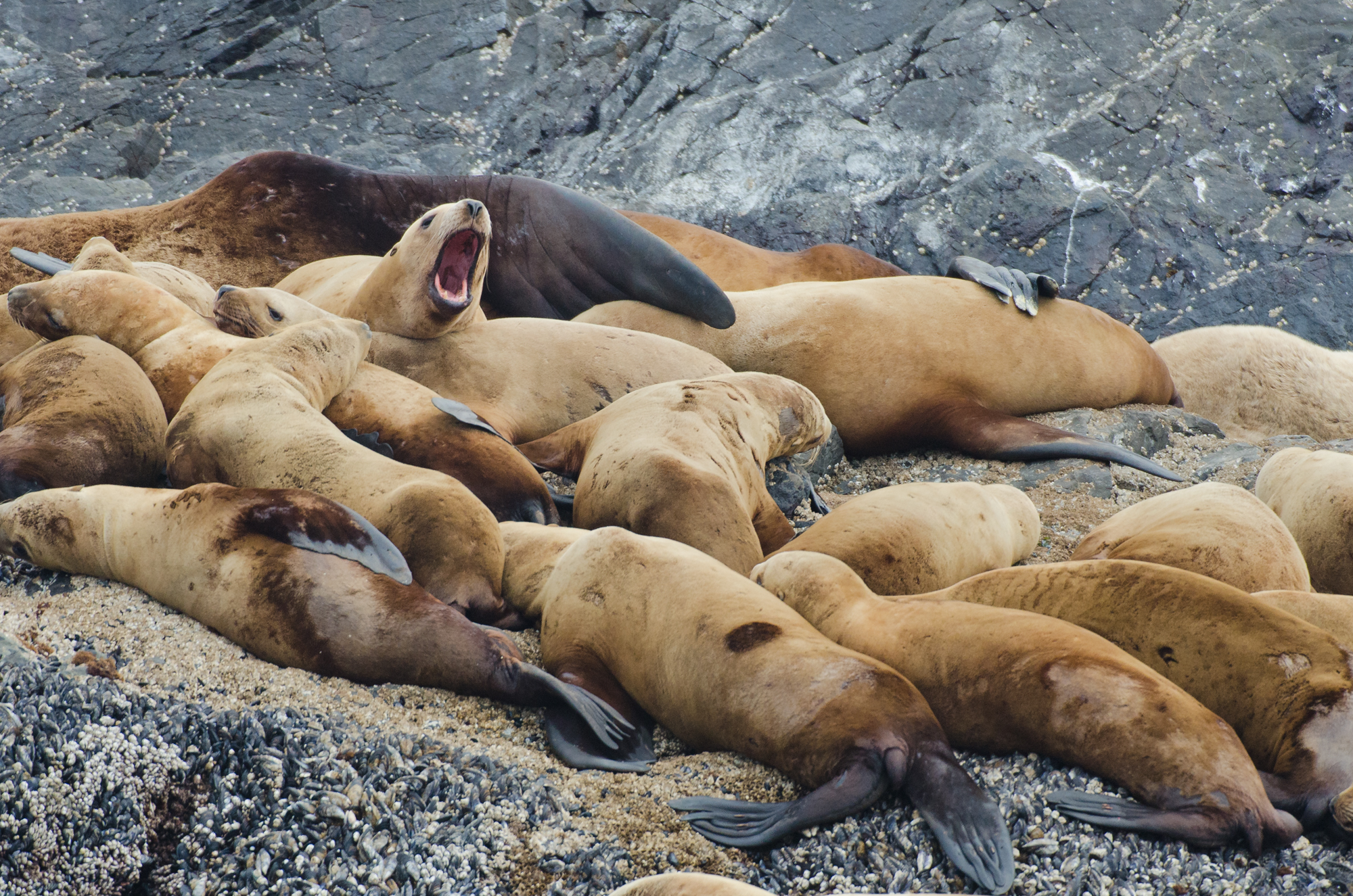 A group of female stellar sea lions 