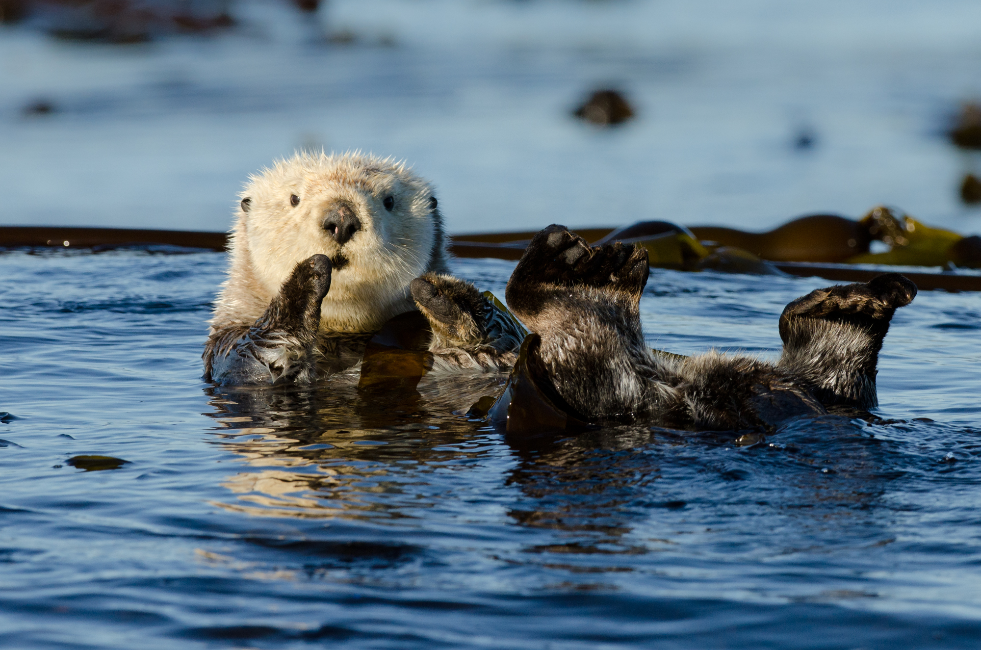  A sea otter wound up in kelp to prevent it drifting away as it sleeps. 