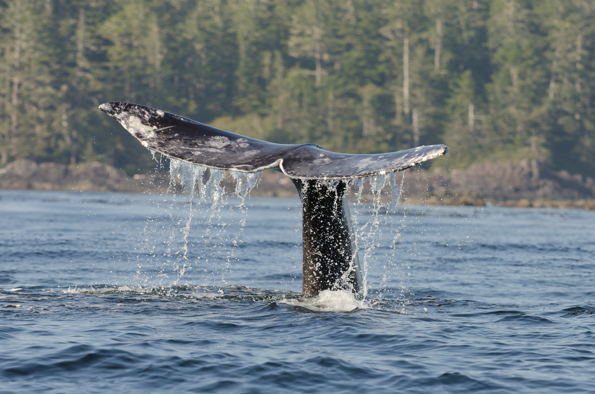  A gray whale diving to the seabed. 