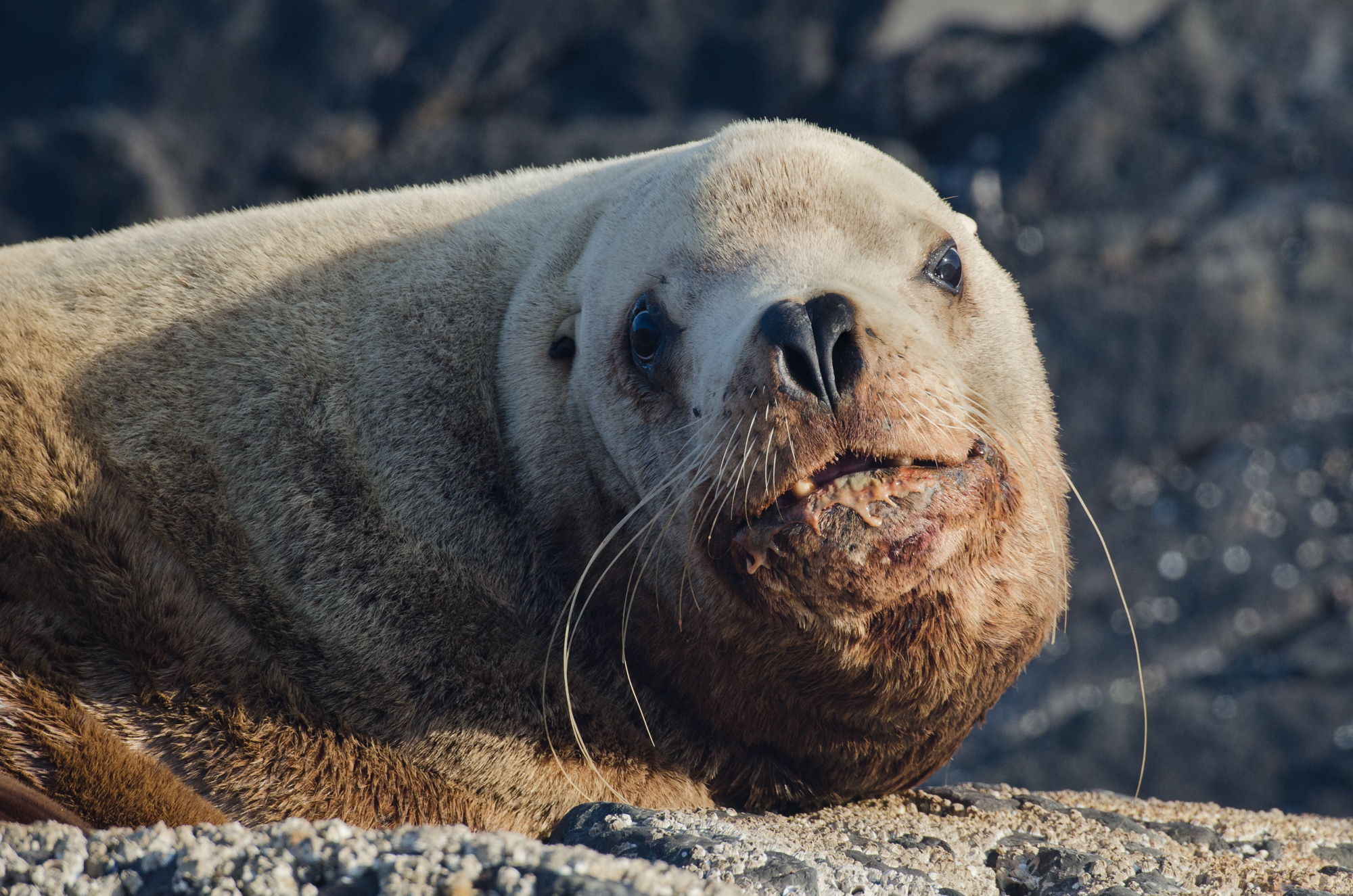  A stellar sea lion bull 