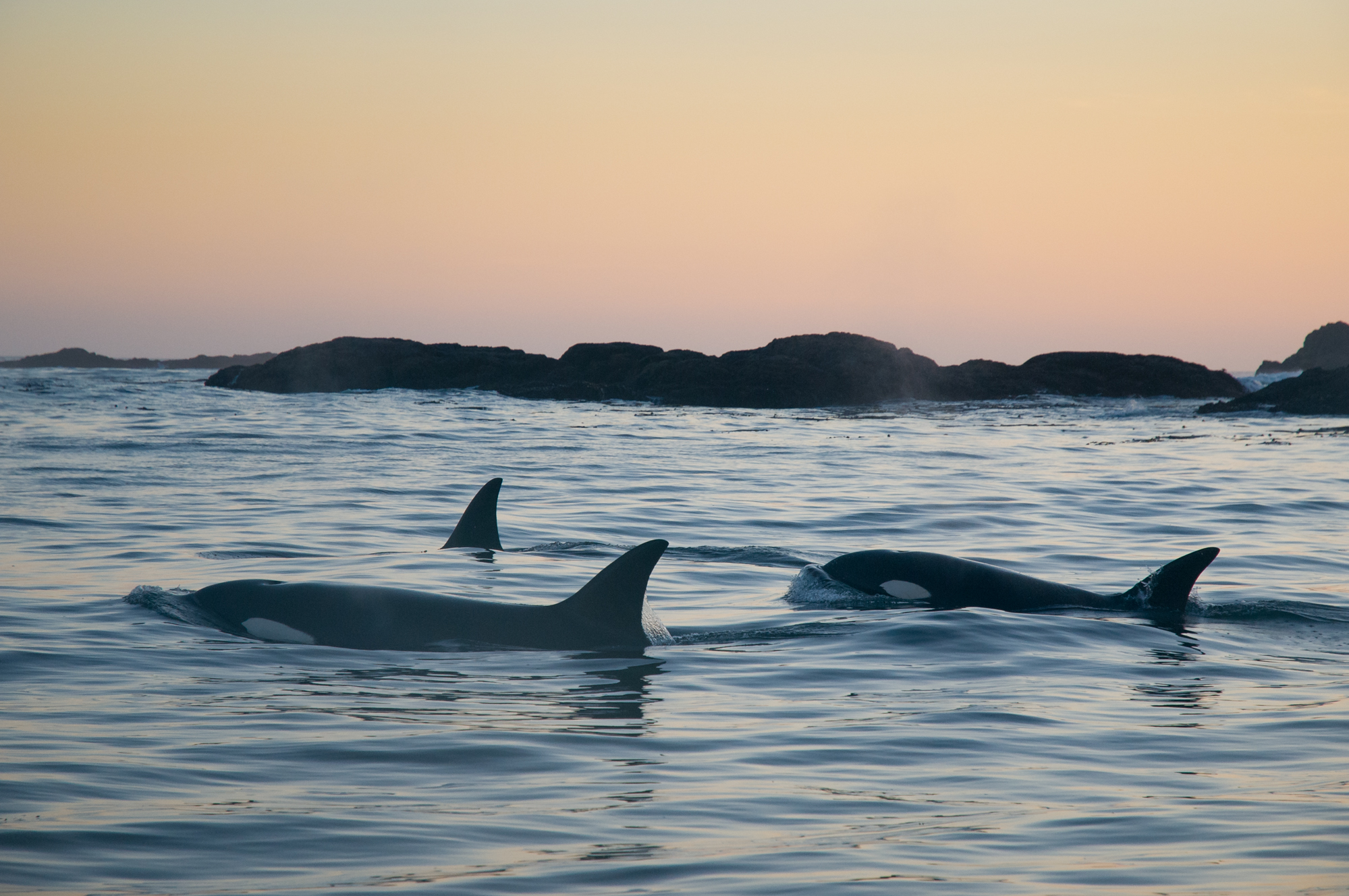  3 transient orcas track the coastline in search of marine mammals just after sunset. 