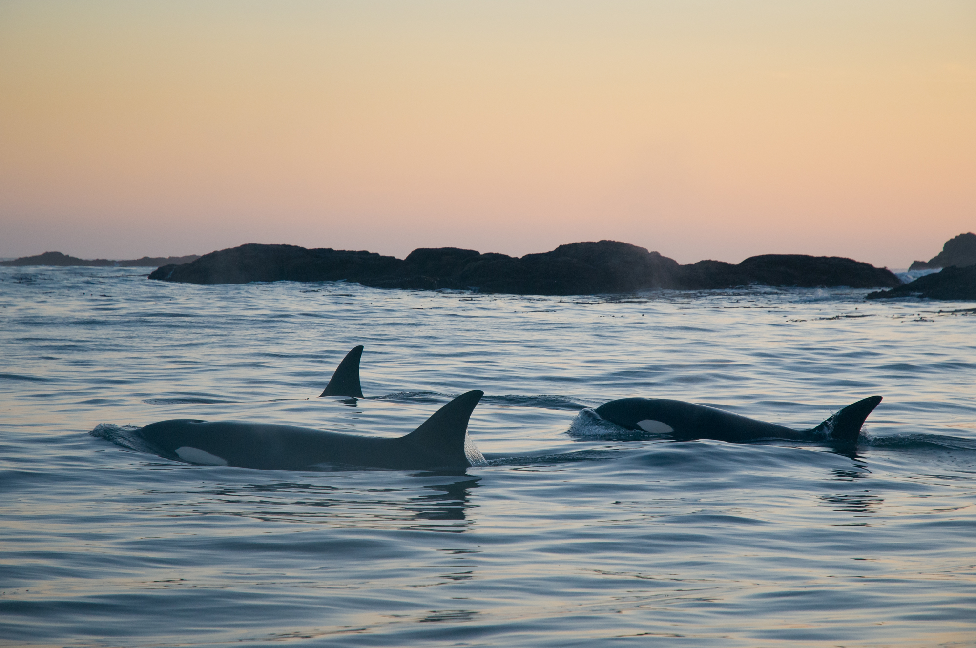3 transient orcas track the coastline in search of marine mammals just after sunset.