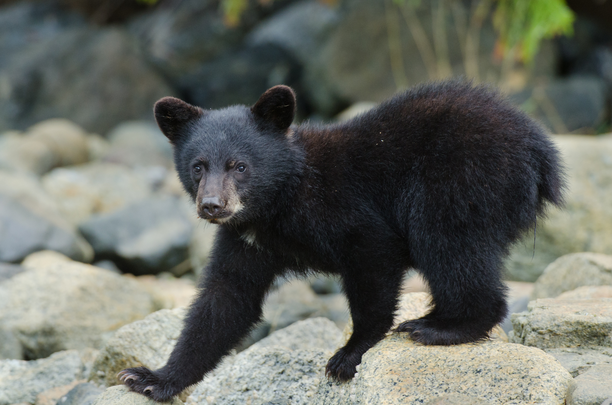  A 7-month-old black bear cub curious of a mysterious shutter noise.&nbsp; 