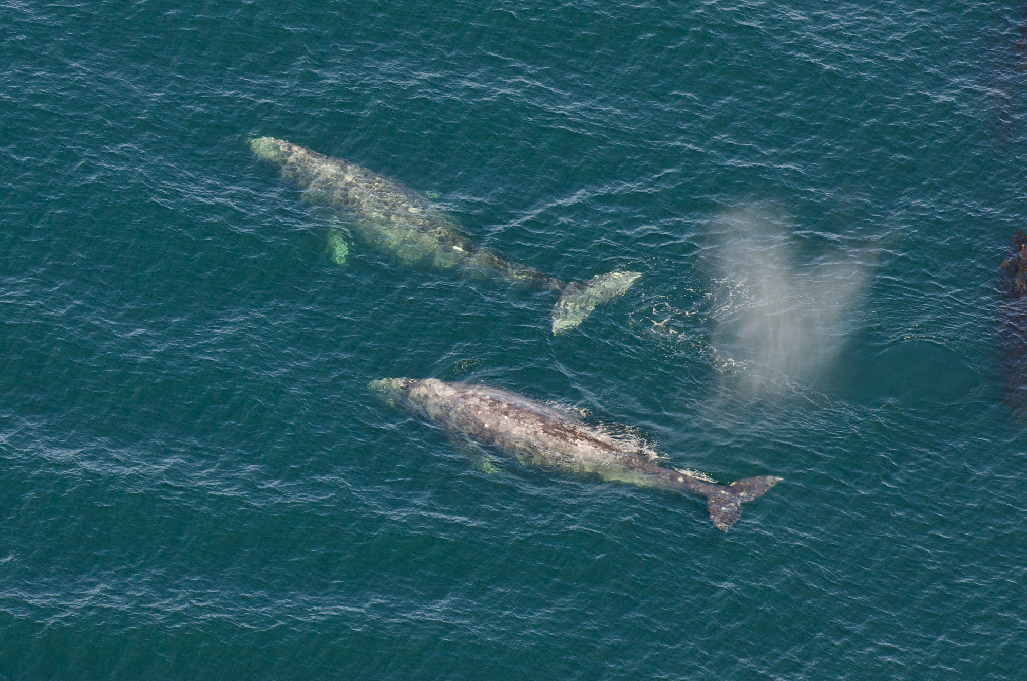 A pair of adult gray whales photographed from a door-less float plane.
