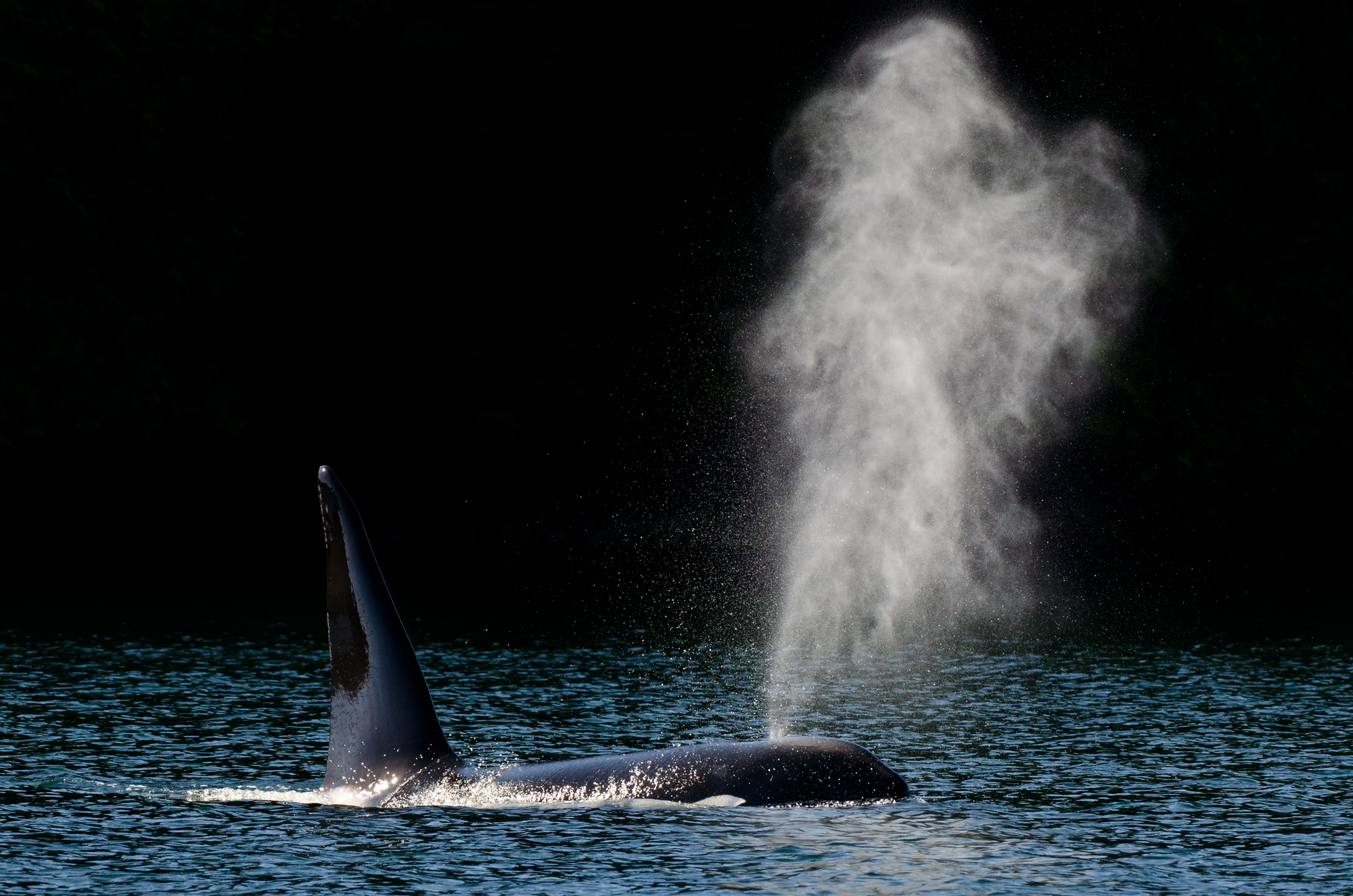  A bull orca, distinguishable by its enormous dorsal fin, exhales at the surface. 
