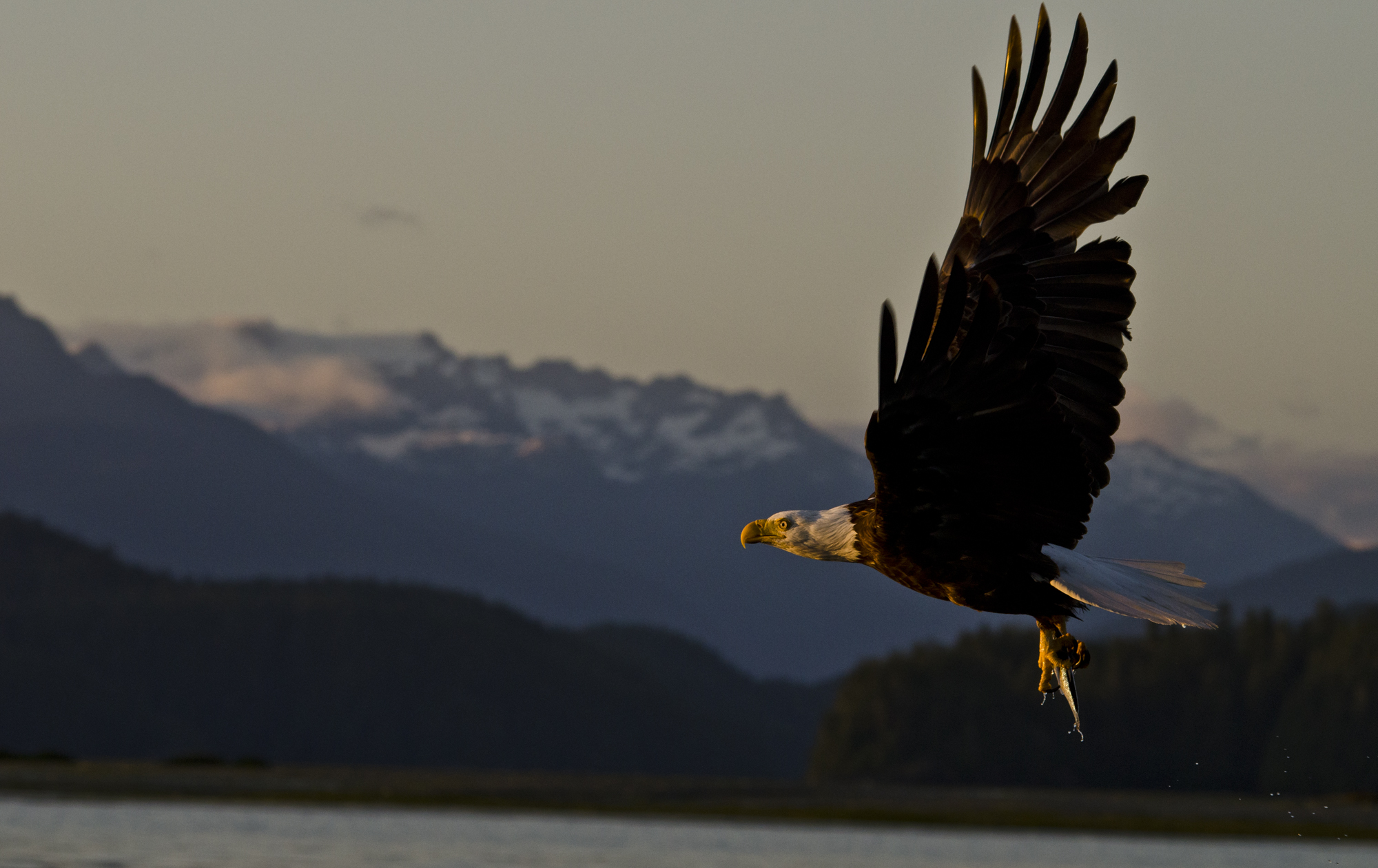   A bald eagle flying back to its nest with a fish in front of snow capped mountains at last light&nbsp;  