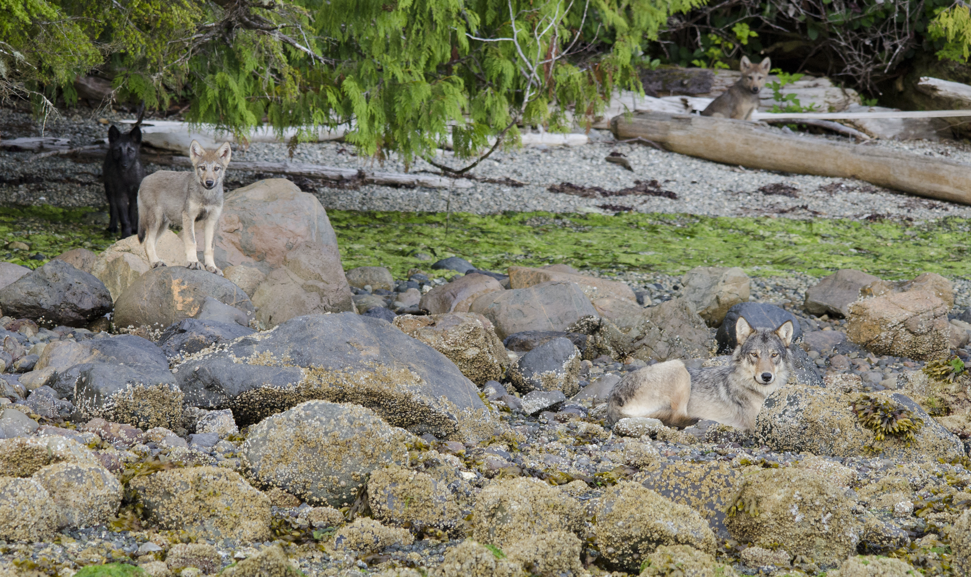  An alpha female grey wolf watches over 3 of her 4 pups. 