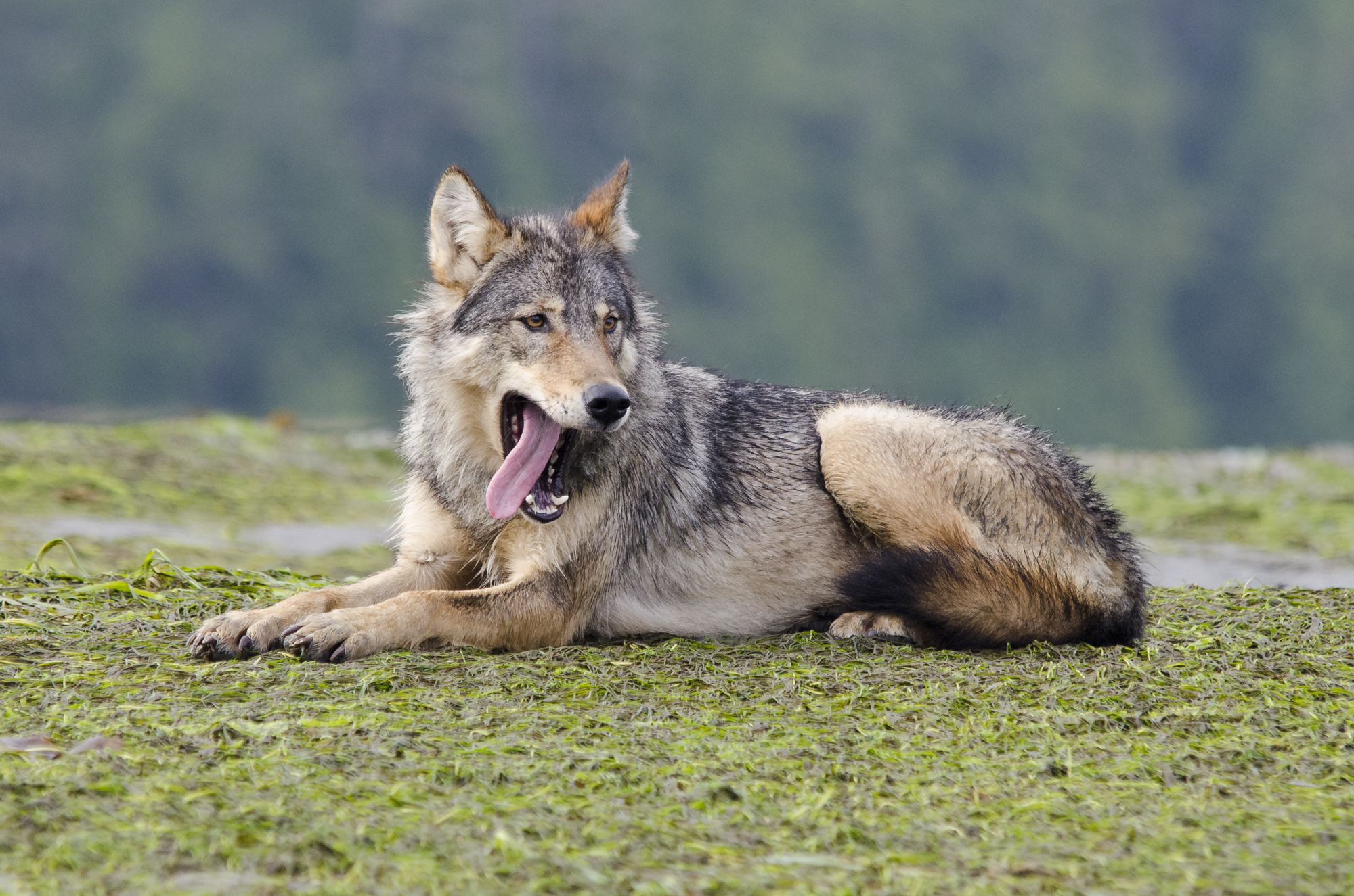 The alpha female of a 10 strong coastal wolf pack yawns comically.