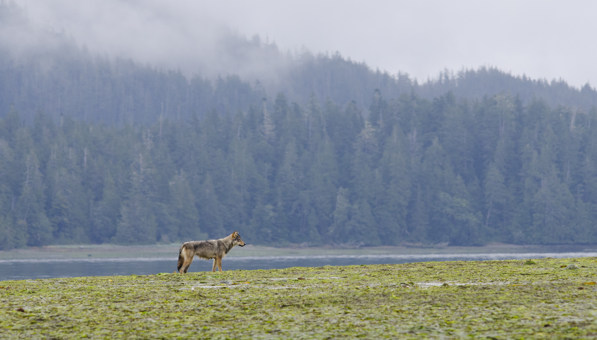  A coastal grey wolf patrols her territory at low tide.&nbsp; 