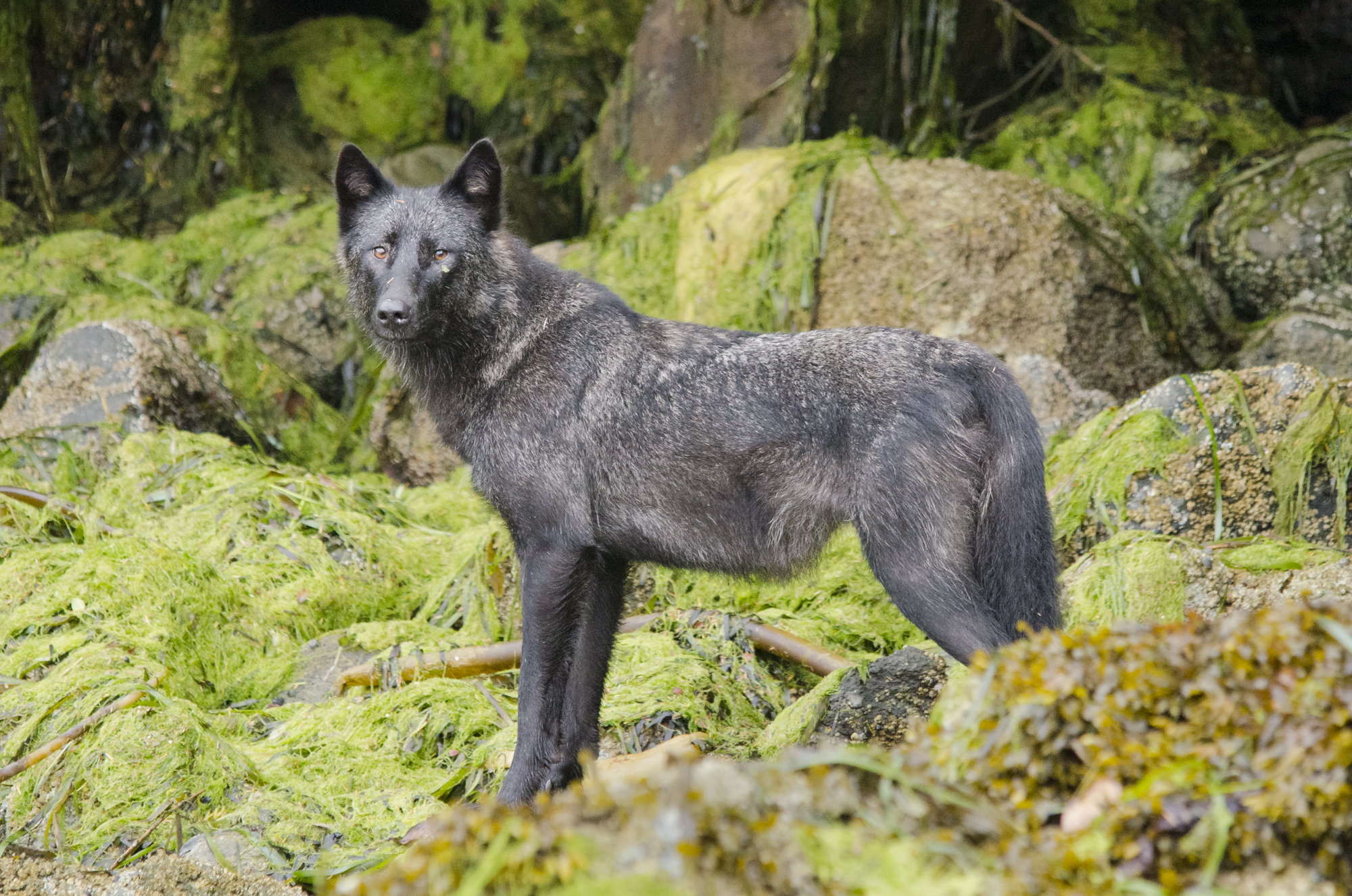  A coastal grey wolf searching for food amongst seaweed.&nbsp; 
