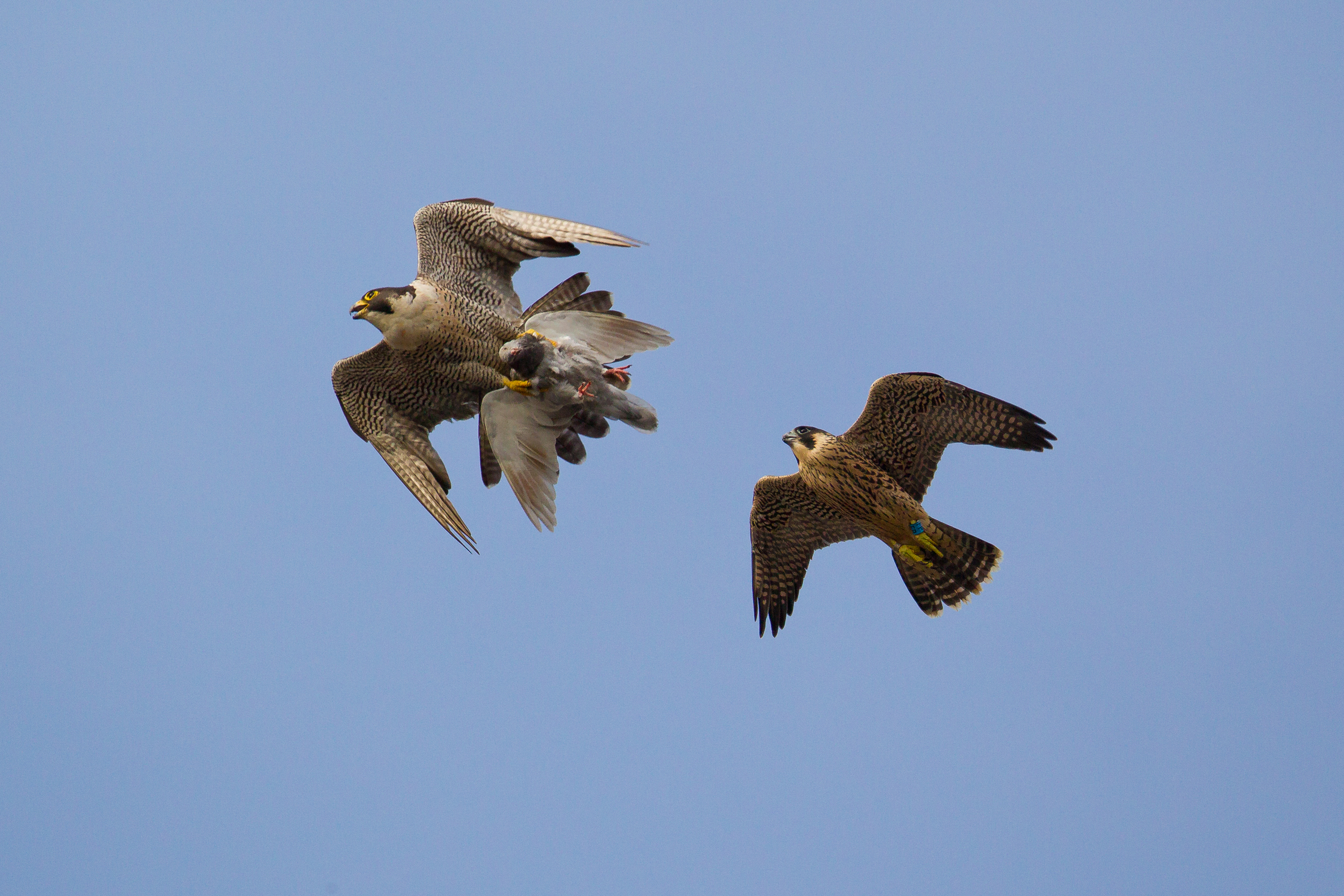  A juvenile male peregrine falcon chasing his parent with a kill over central Bristol.&nbsp; 