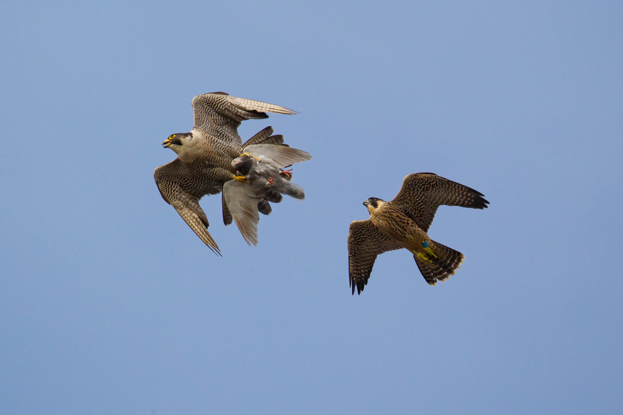 A juvenile male peregrine falcon chasing his parent with a kill over central Bristol. 