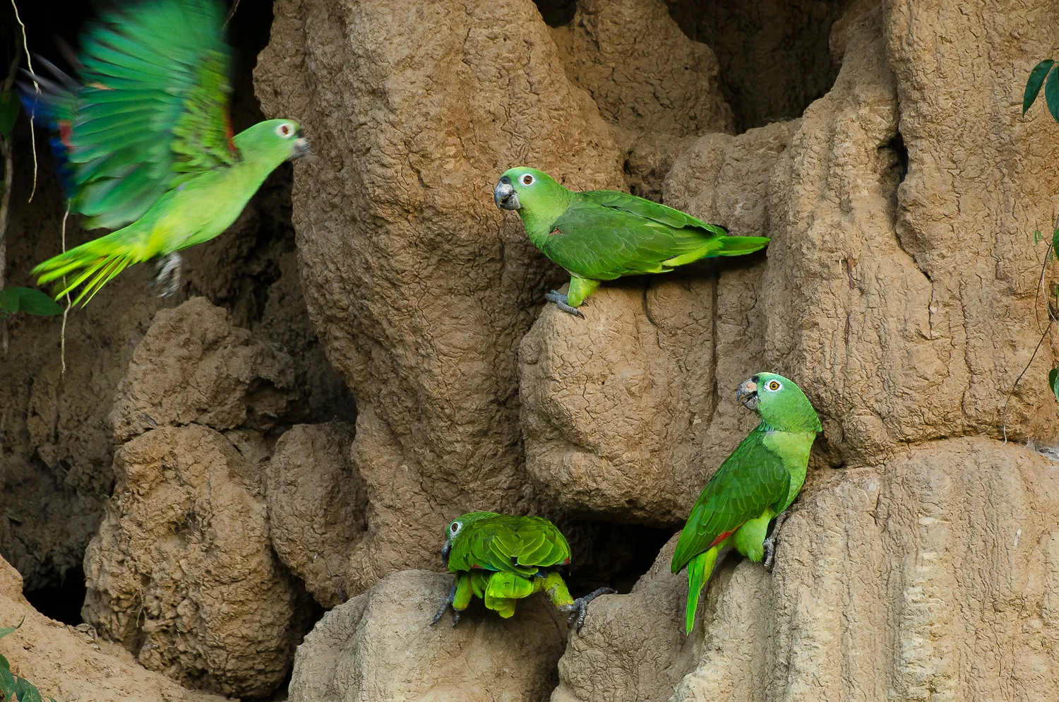  Yellow crowned parrots visiting a claylick at first light. 