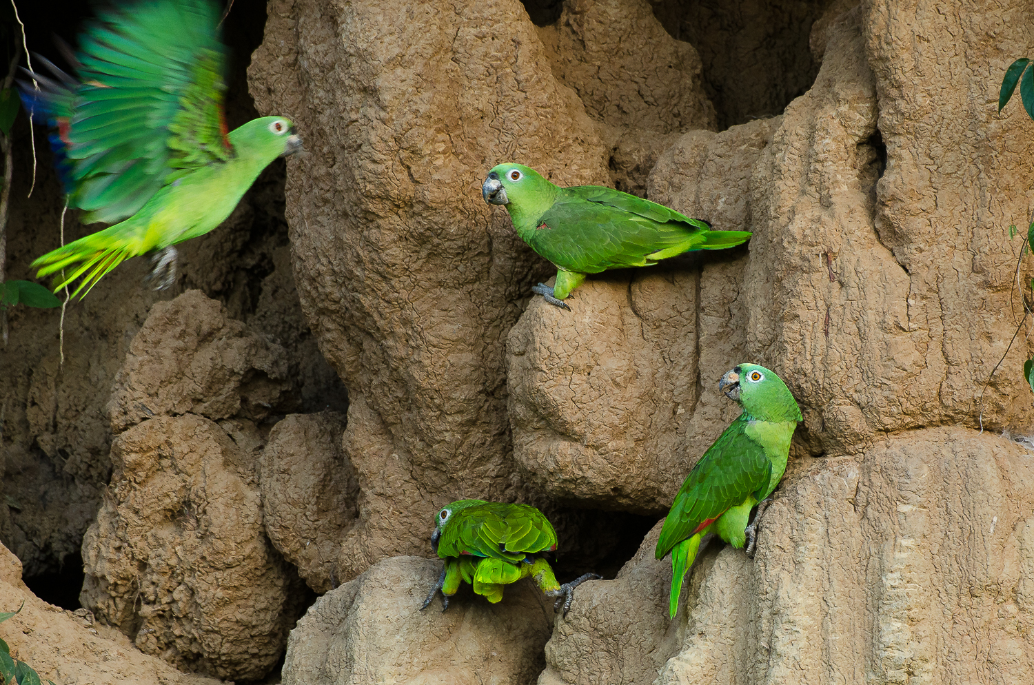 Yellow crowned parrots visiting a claylick at first light.