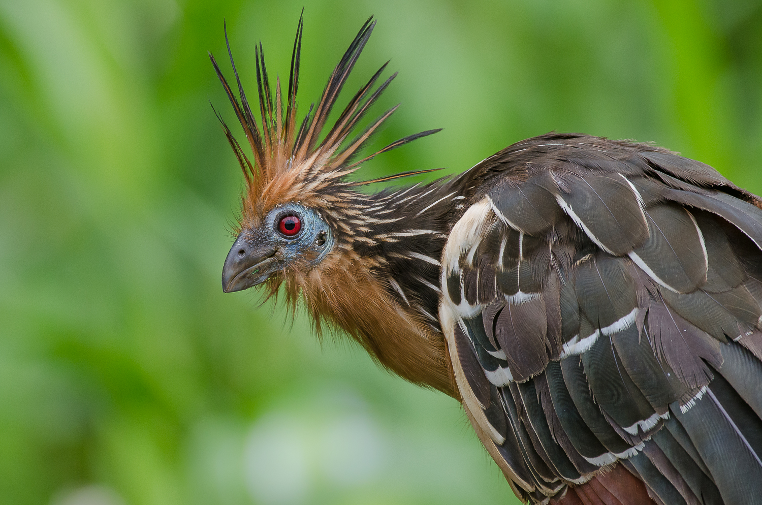 A hoatzin or stink bird.