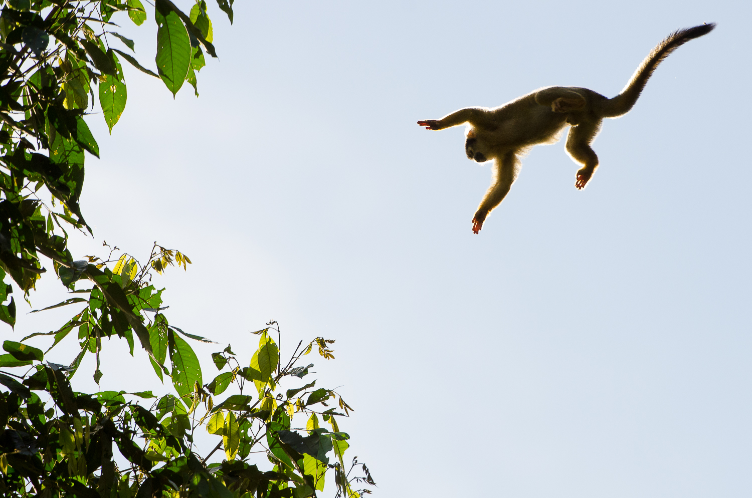 A squirrel monkey leaping from tree to tree. 