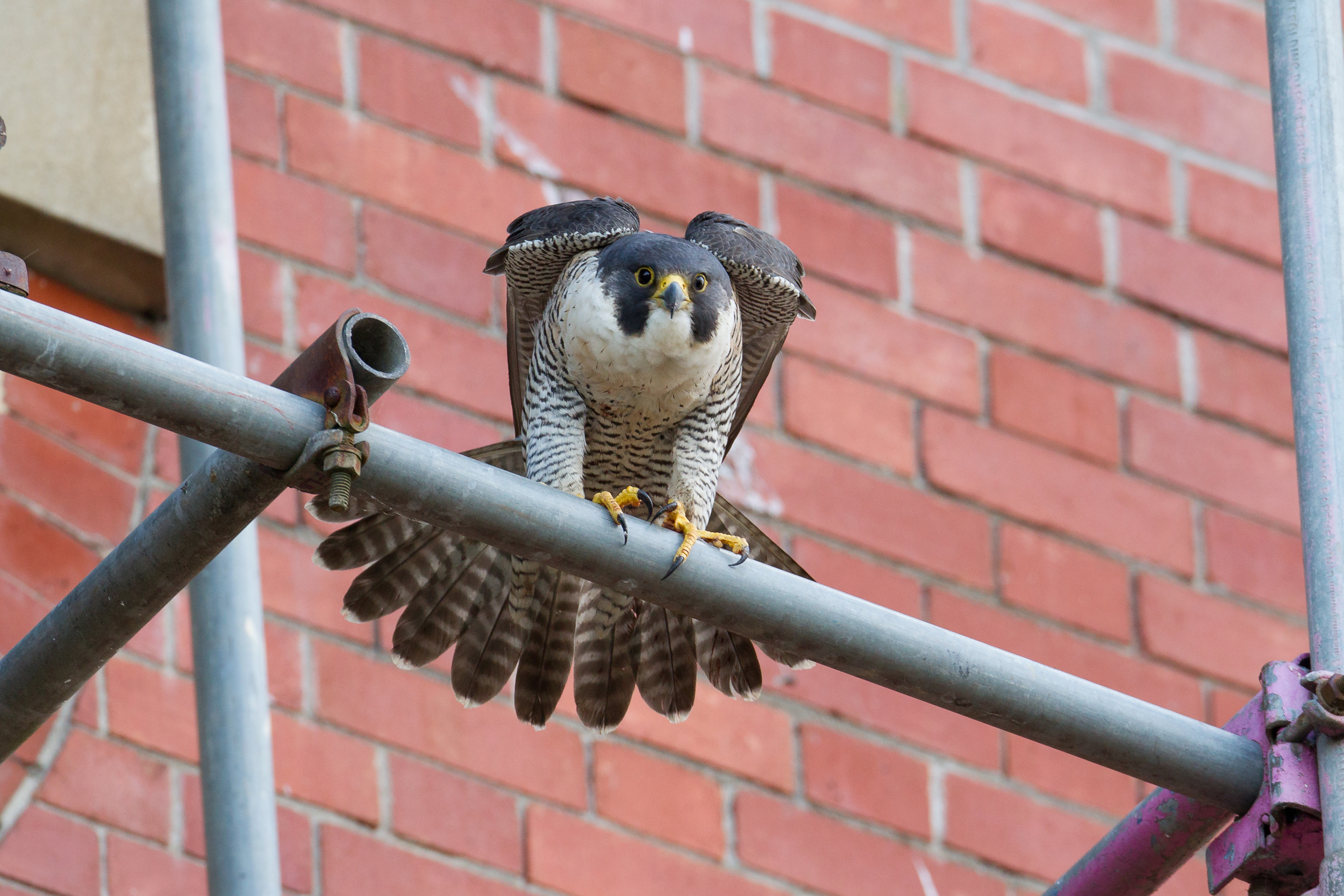  An adult female peregrine falcon stretching her wings whilst perched on scaffolding.&nbsp; 