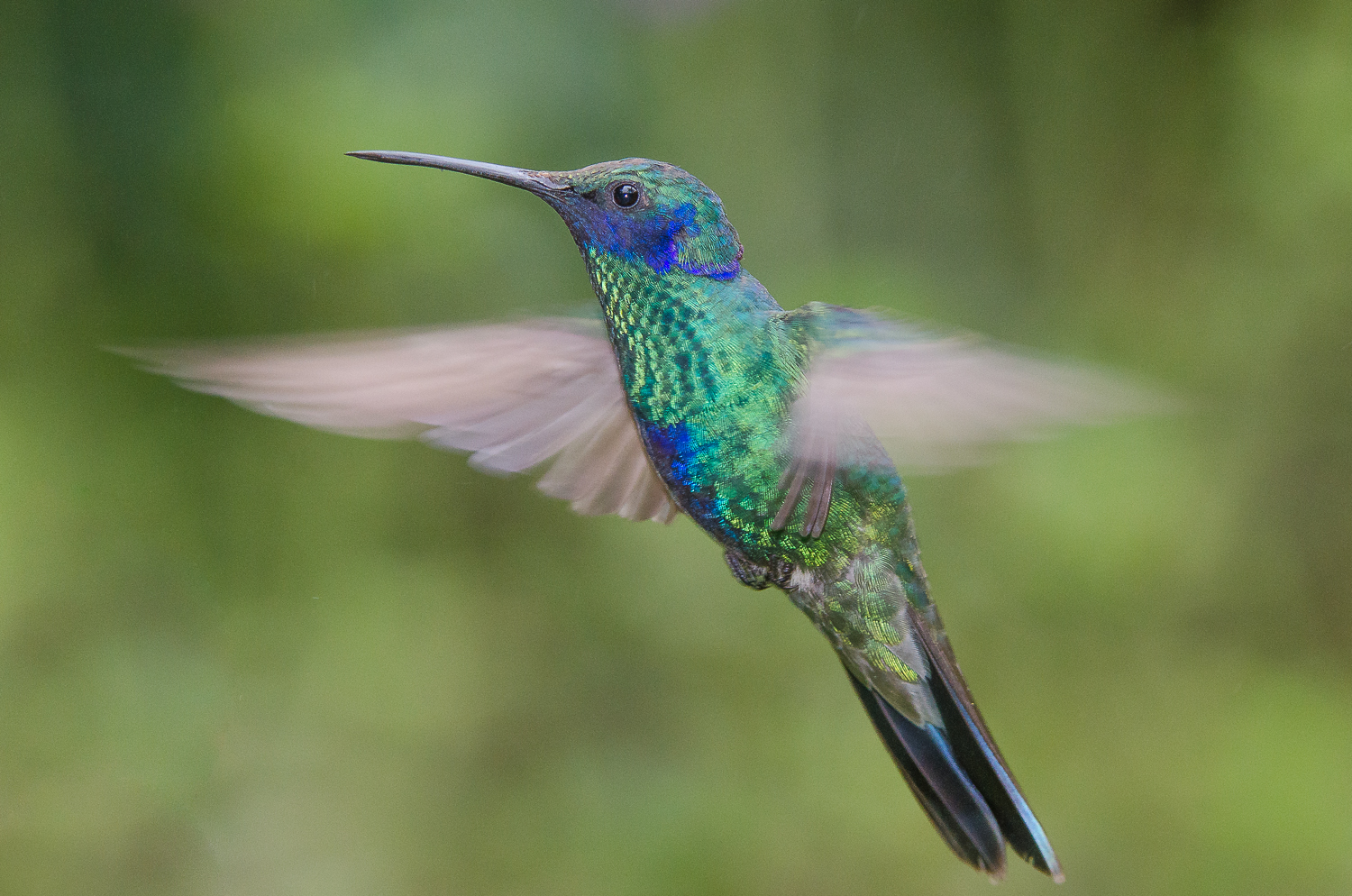 A sparkling violet-ear hummingbird. 