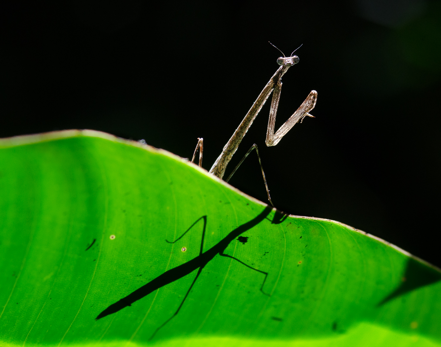 A praying mantis showing off its enlarged forelimbs, specialised for catching insect prey