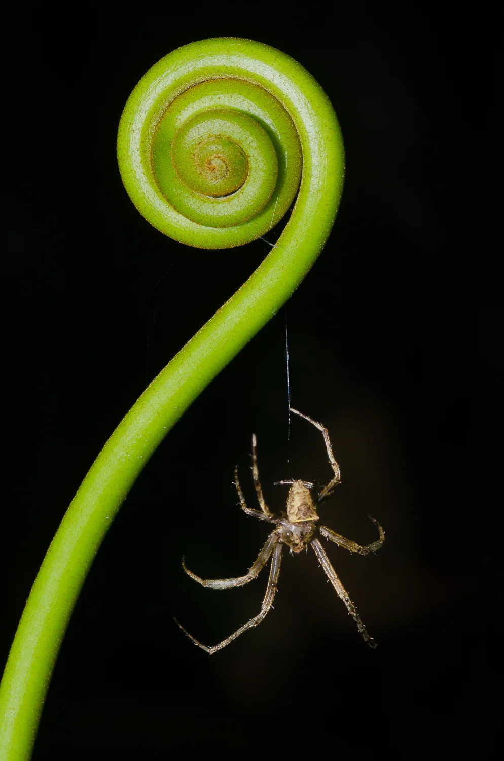  A spider rapelling from an uncoiled fern. 