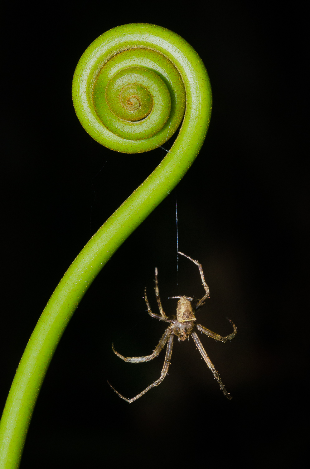 A spider rapelling from an uncoiled fern.
