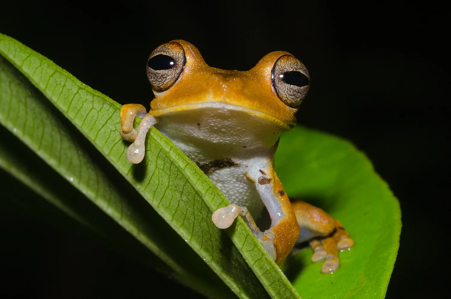  One of the many charismatic frog species, Hypsiboas calcarata. 