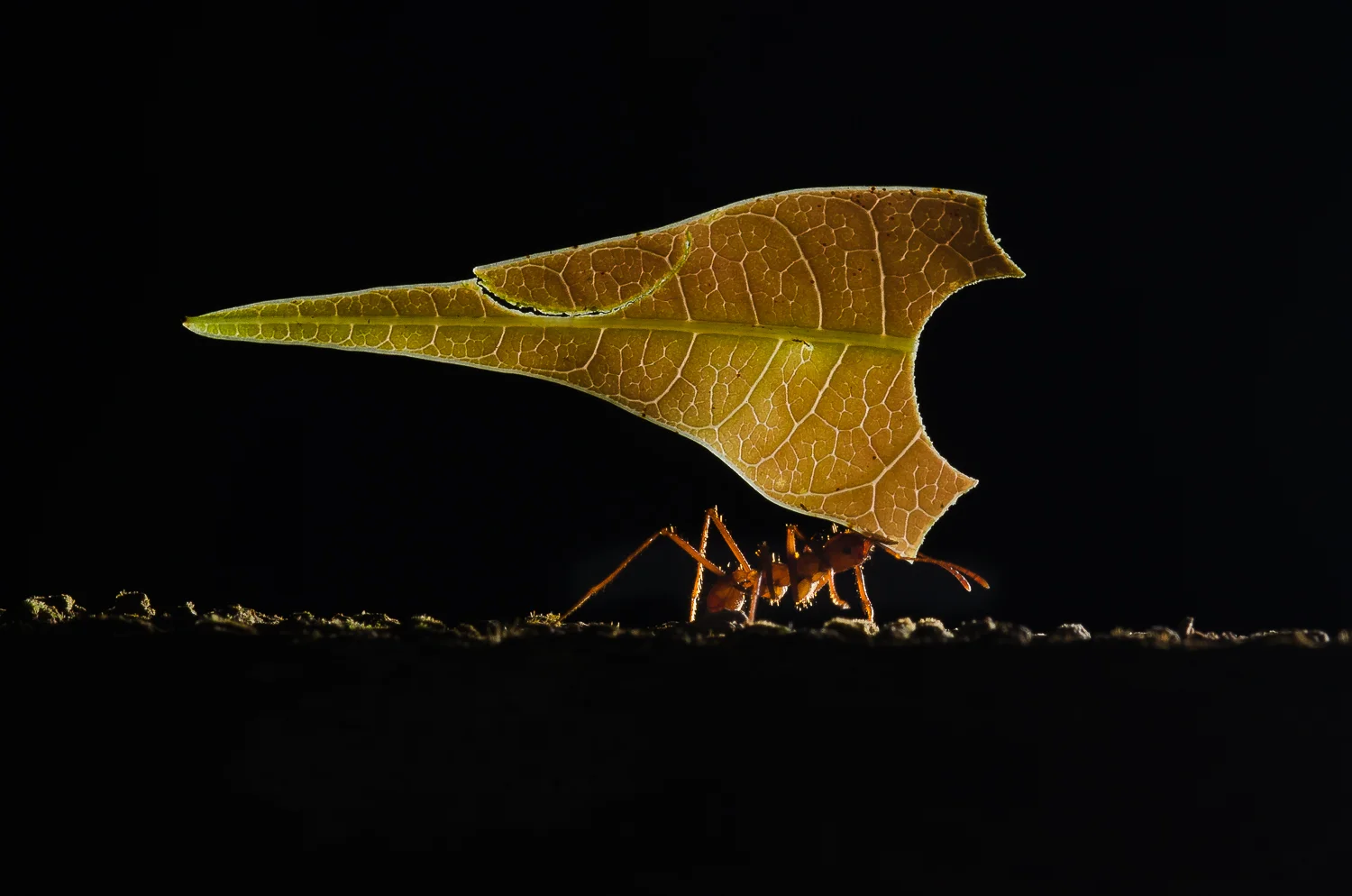  Leaf cutter ants are capable of carrying leaves may times their own body weight. They cut the leaves and bring them back to their nests to cultivate a fungi. 