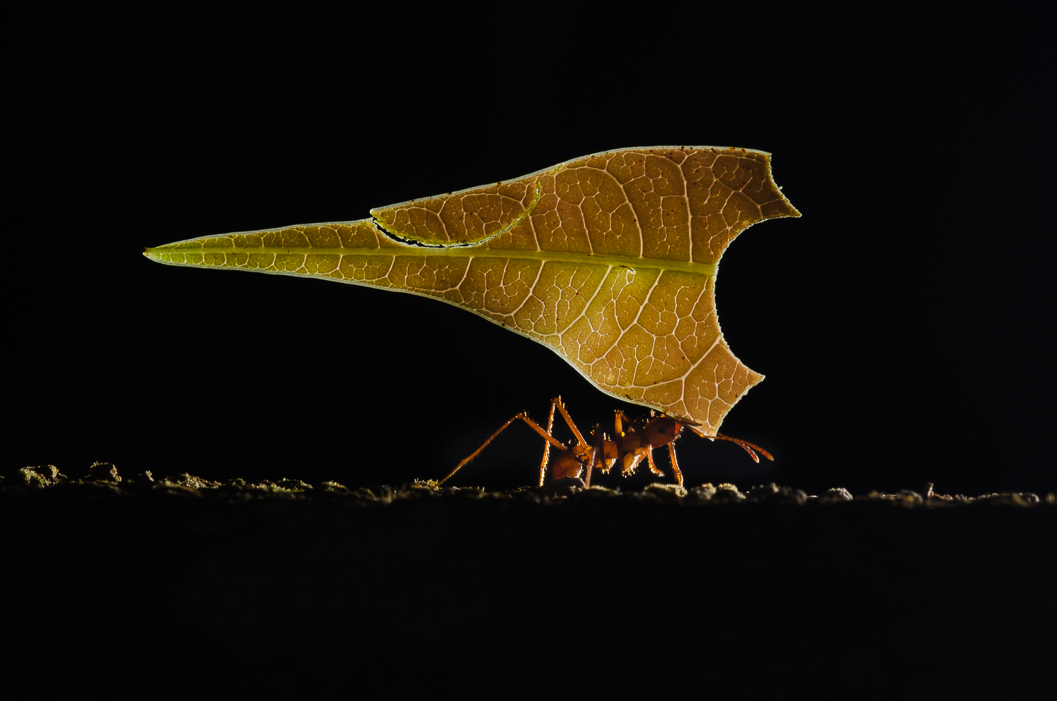 Leaf cutter ants are capable of carrying leaves may times their own body weight. They cut the leaves and bring them back to their nests to cultivate a fungi.