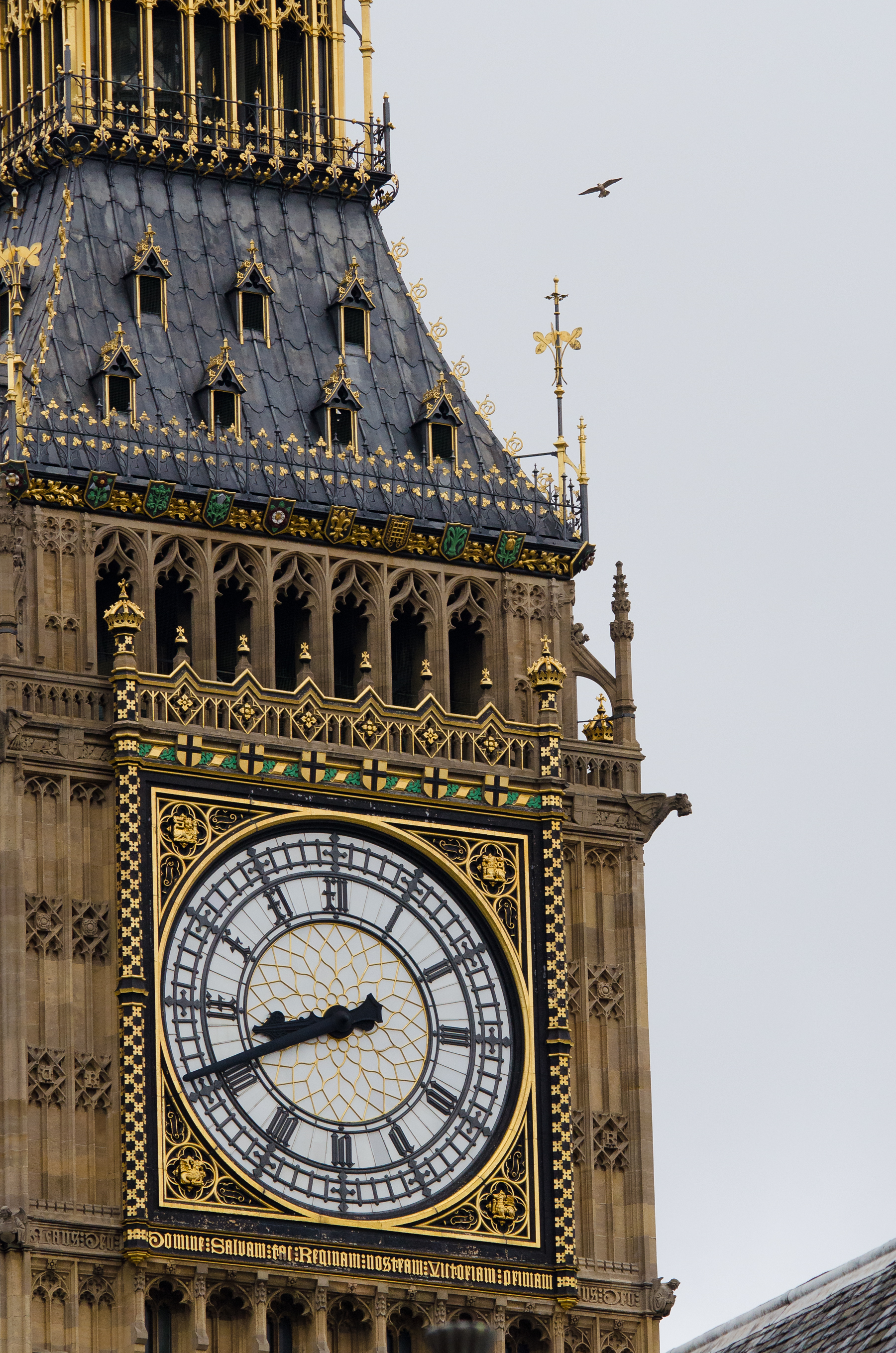  A peregrine falcon flying above Big Ben. 