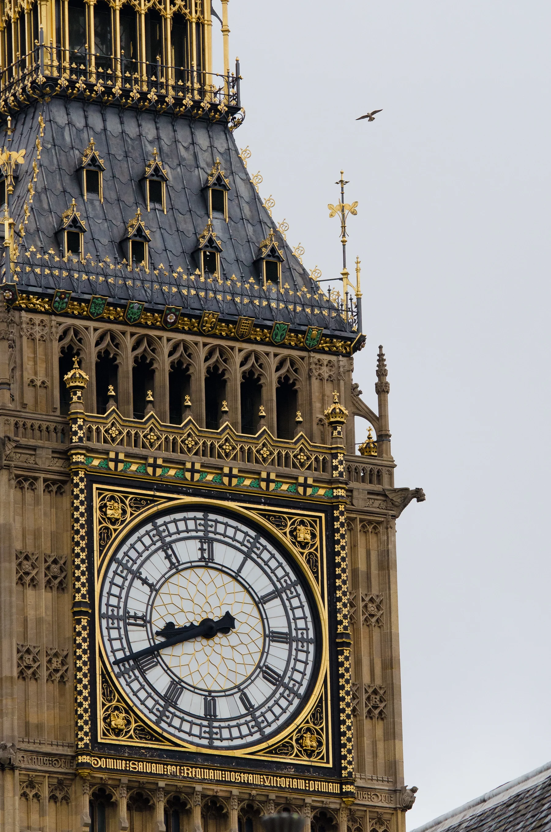 A peregrine falcon flying above Big Ben.