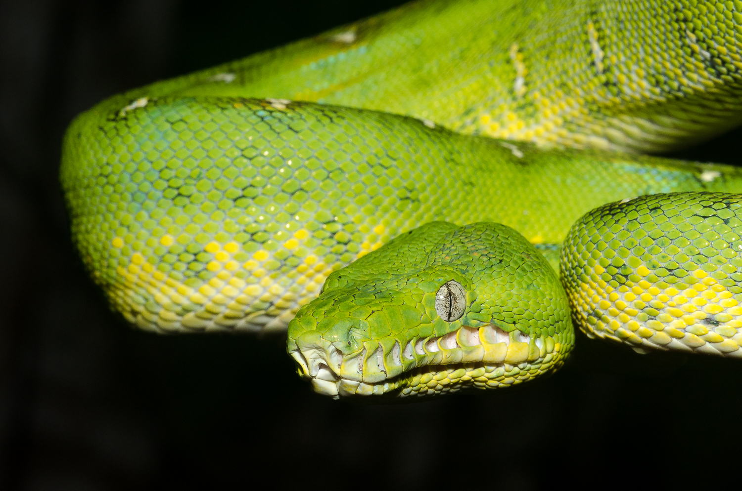 The stunning emerald tree boa. Although boas look fierce they aren't actually venomous, instead they suffocate their prey by constriction!