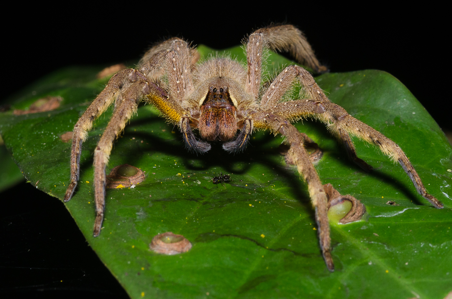  An ominous looking wolf spider.