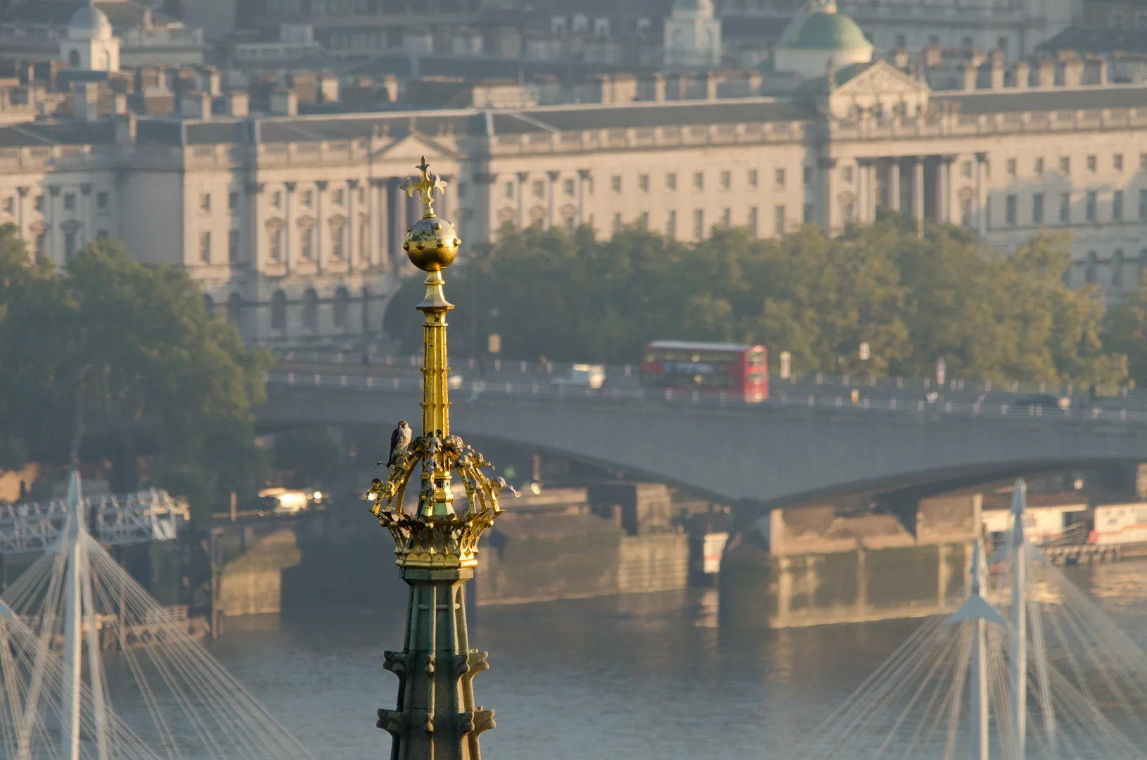 A juvenile peregrine falcon perched on the Houses of Parliament with London red buses behind.