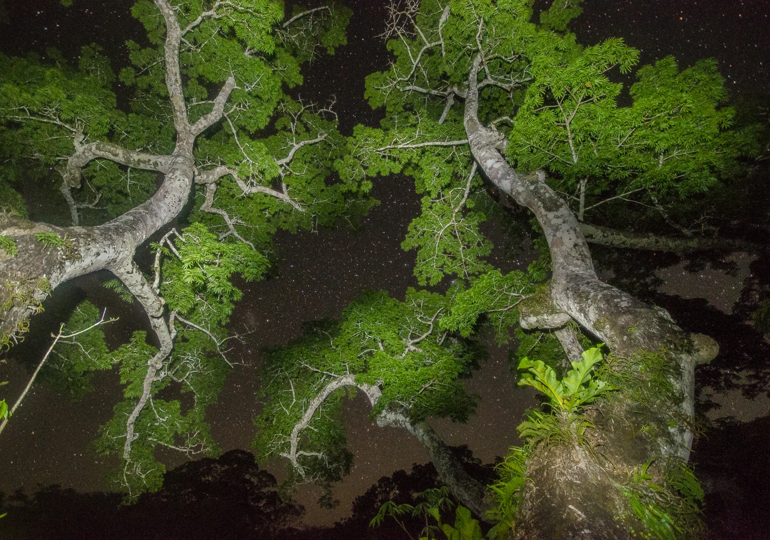  Nighttime in the jungle. 