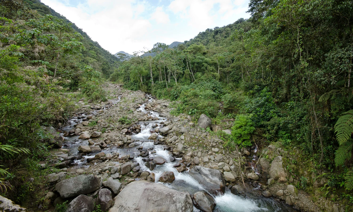  A river high in the cloud forests 