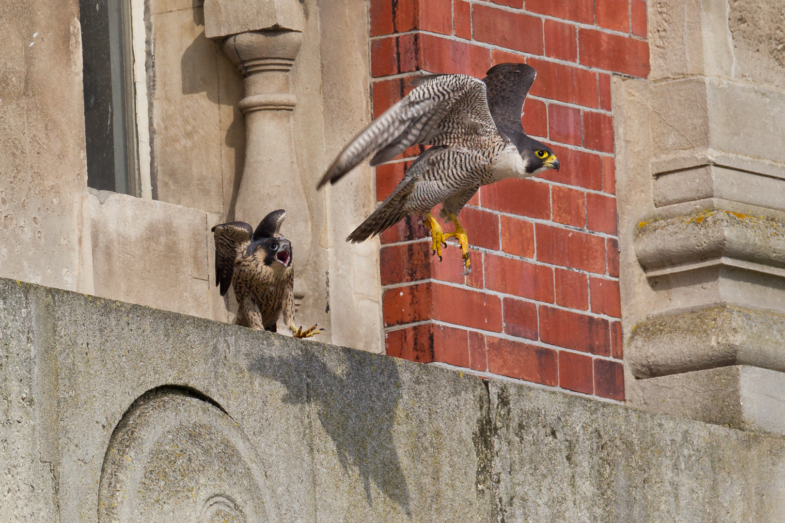  A juvenile male peregrine falcon calls as its parent &nbsp;takes flight.&nbsp; 