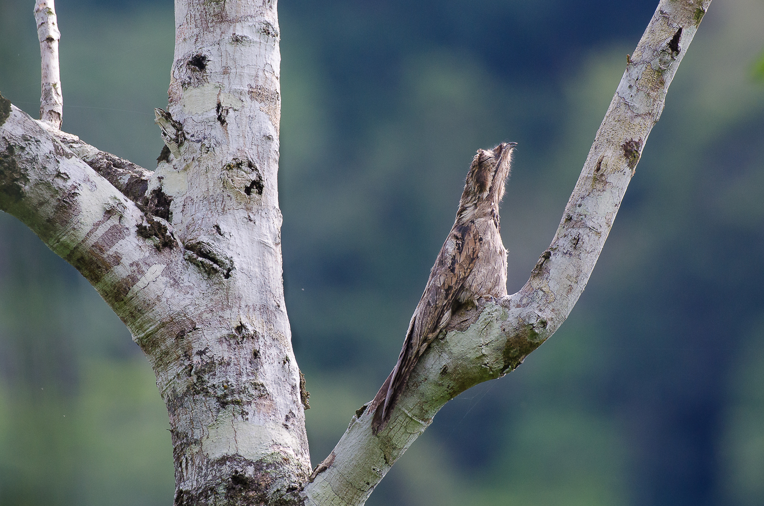 A potoo, the king of camouflage, exhibiting its classic pencilling behaviour. An individual will often return to rest on a specific branch everyday for many years.