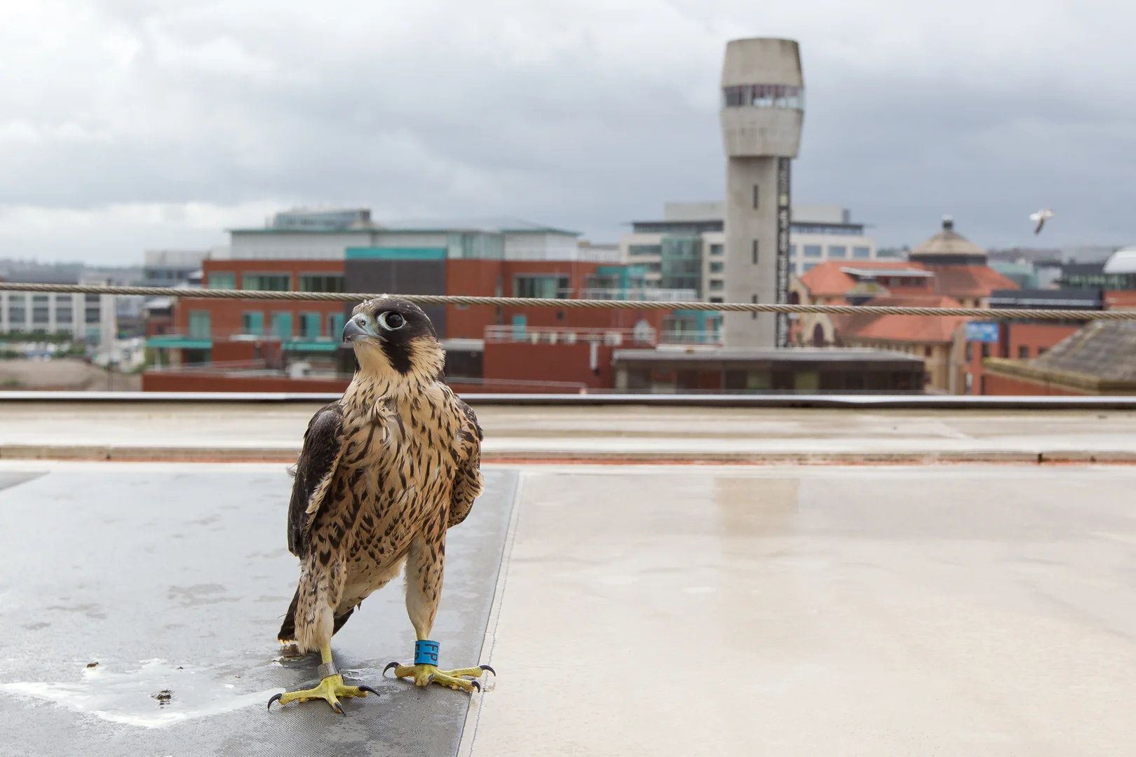 A juvenile peregrine falcon preparing to fly following a near drowning experience. 