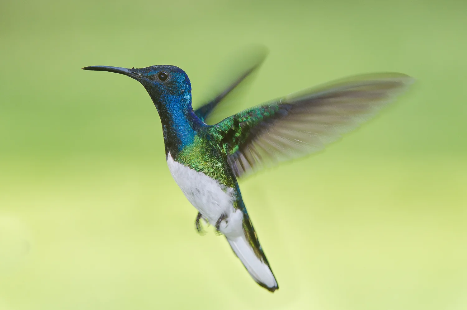   A hovering male white-necked jacobin.  