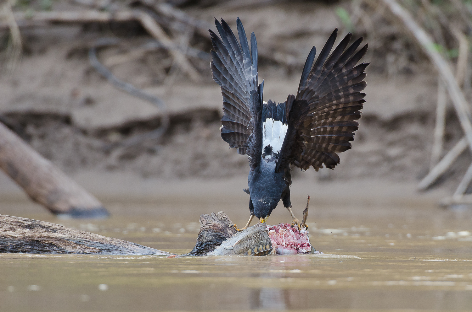 A great black hawk ripping into a fish on the Manu river.