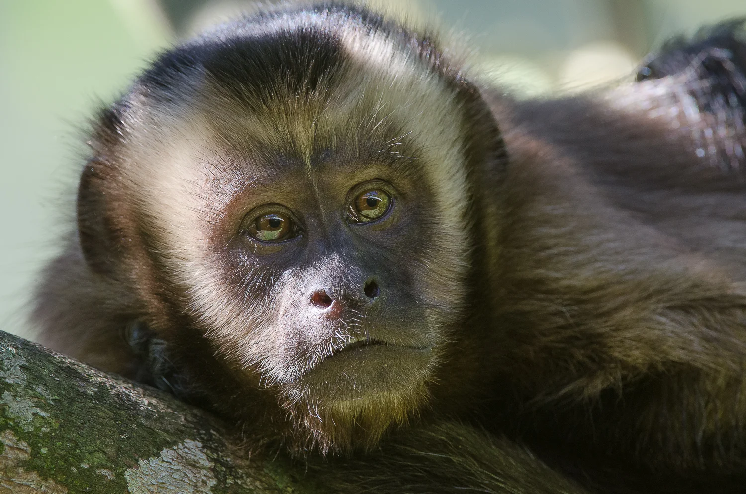  A big-headed capuchin monkey. 